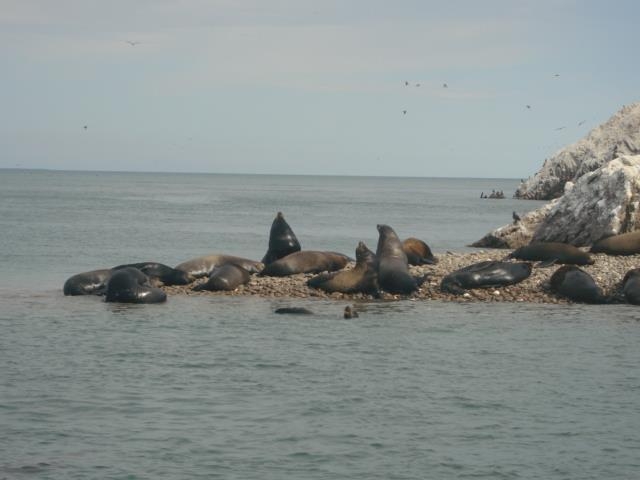 colonia de lobos marinos
